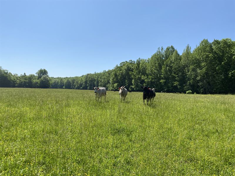 TN Farm for Sale : Collinwood : Wayne County : Tennessee