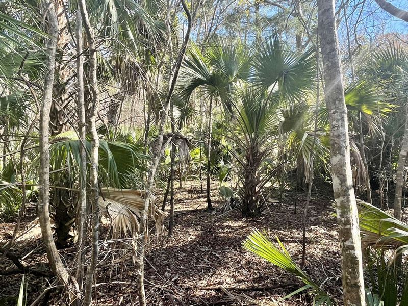 Lots in Jena : Jena : Dixie County : Florida