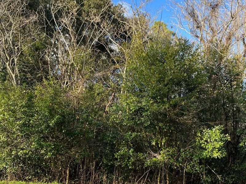 Minimal Restrictions : Lee : Madison County : Florida