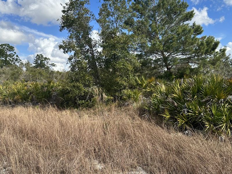 Owner Finance Land for Sale : Lake Placid : Highlands County : Florida