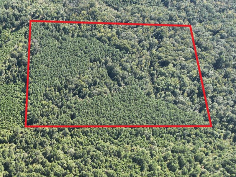 Lower Pasture of Claiborne Parish : Weldon : Claiborne Parish : Louisiana