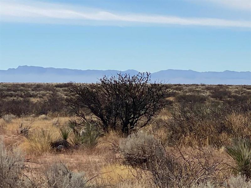 Owner Financed Land in Texas : Presidio : Presidio County : Texas