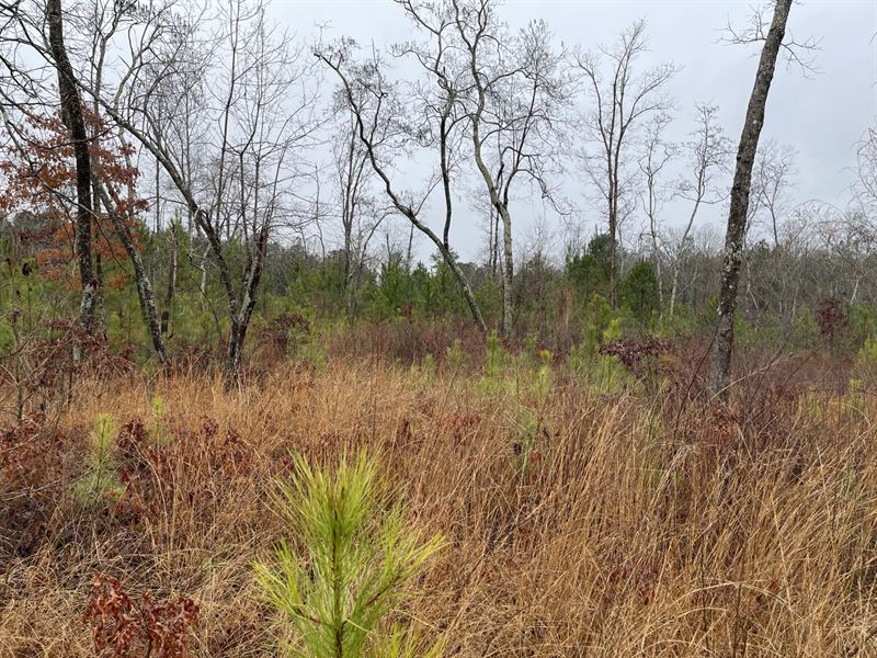 Buchanan Georgia 53 Acres : Bremen : Haralson County : Georgia