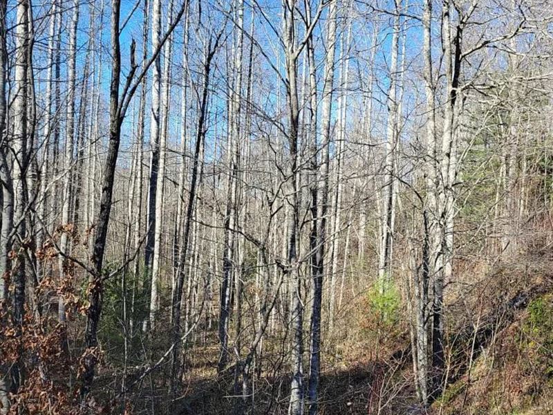 2.75 Ac, Low Density Neighborhood : Glenville : Jackson County : North Carolina