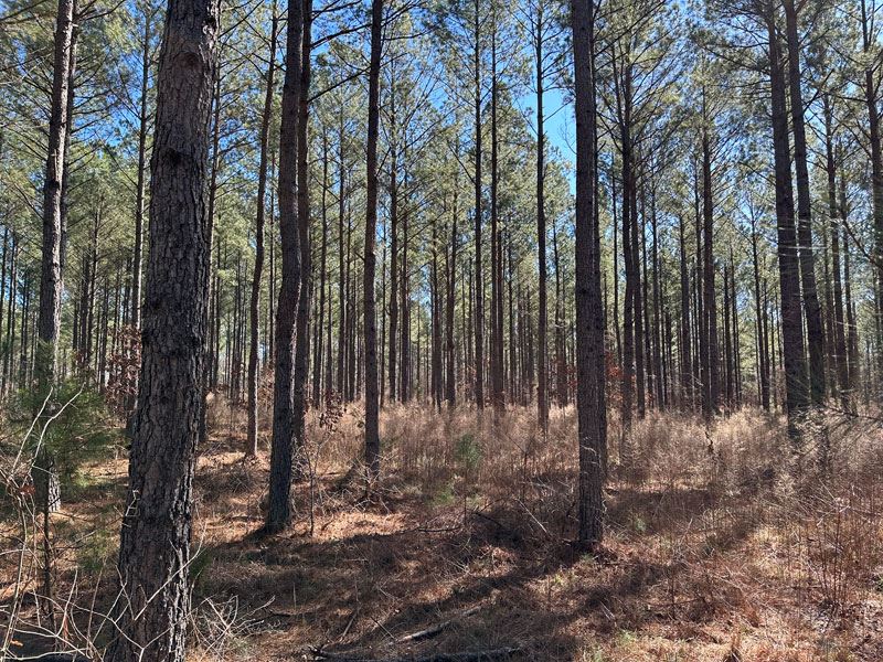 85.43 Acres Planted Pines : Lincolnton : Lincoln County : Georgia