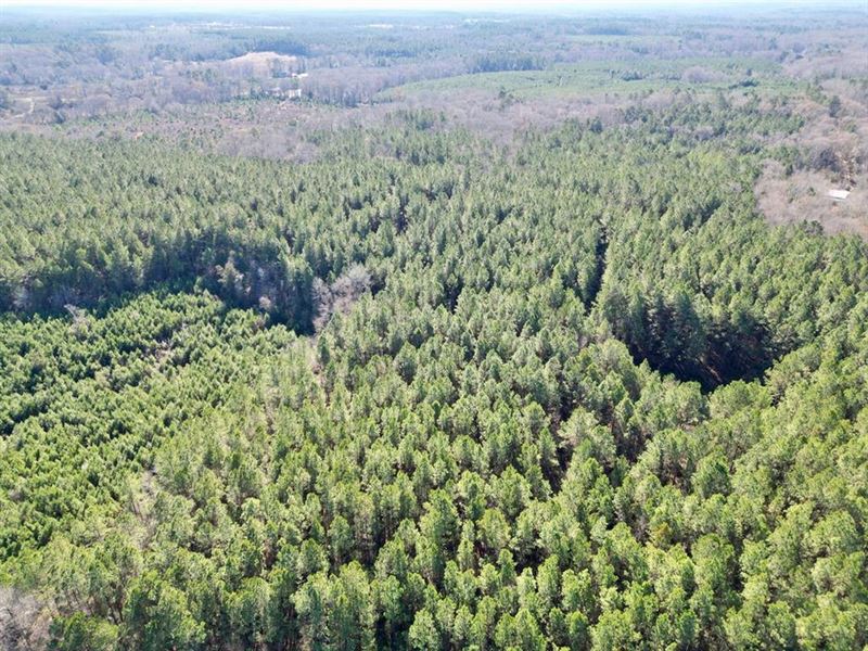 185 Acre Turnkey Hunting Paradise : Bogue Chitto : Lincoln County : Mississippi
