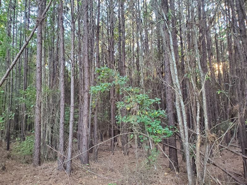 Columbia Road Timberland : Magnolia : Columbia County : Arkansas