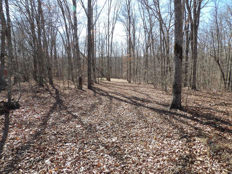 Creeks, Driveway, Private, Peaceful : Crossville : Cumberland County : Tennessee
