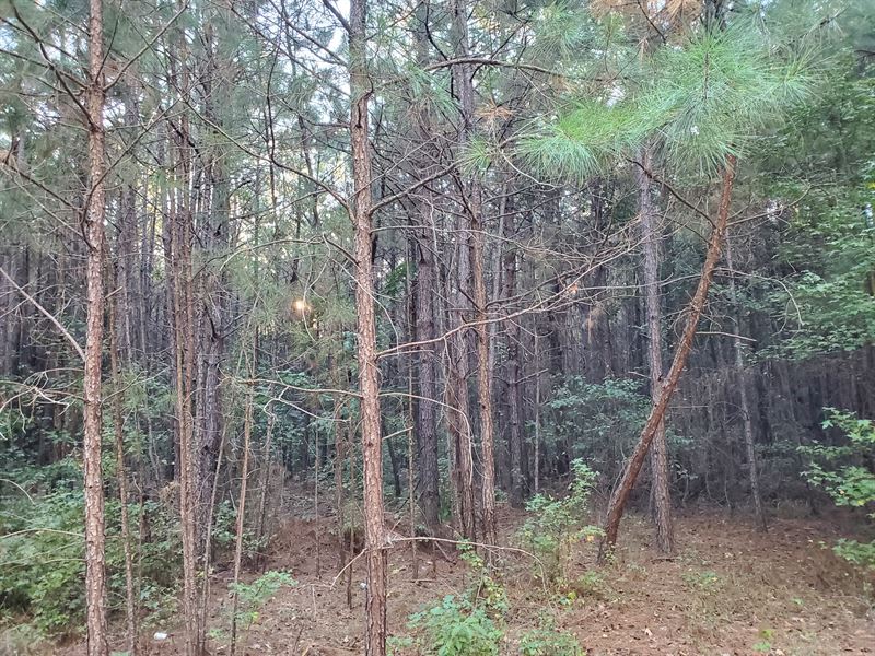 Willett Road Timberland : Lisbon : Union County : Arkansas