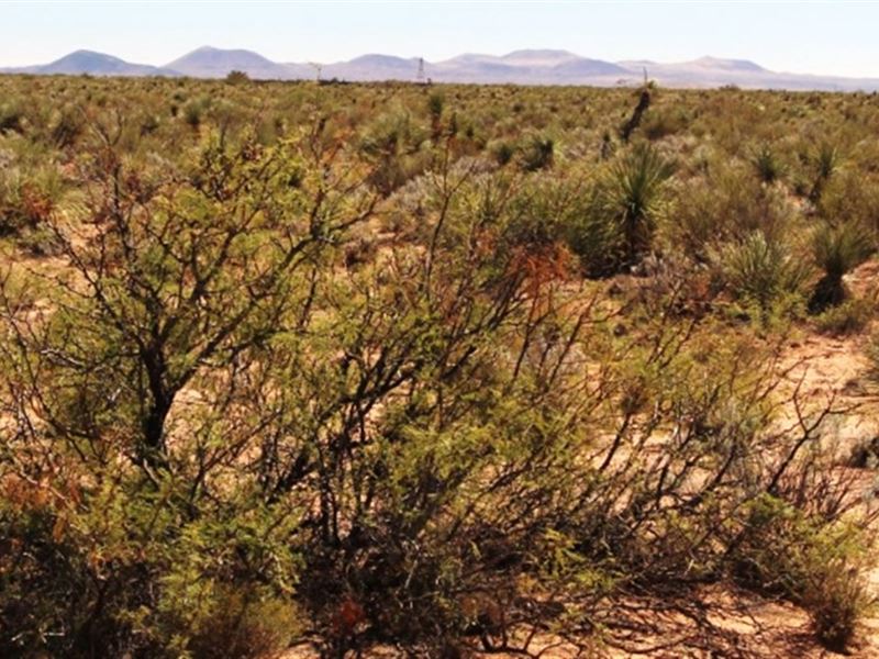 Build Mobile Home on Pristine Lot : Deming : Luna County : New Mexico