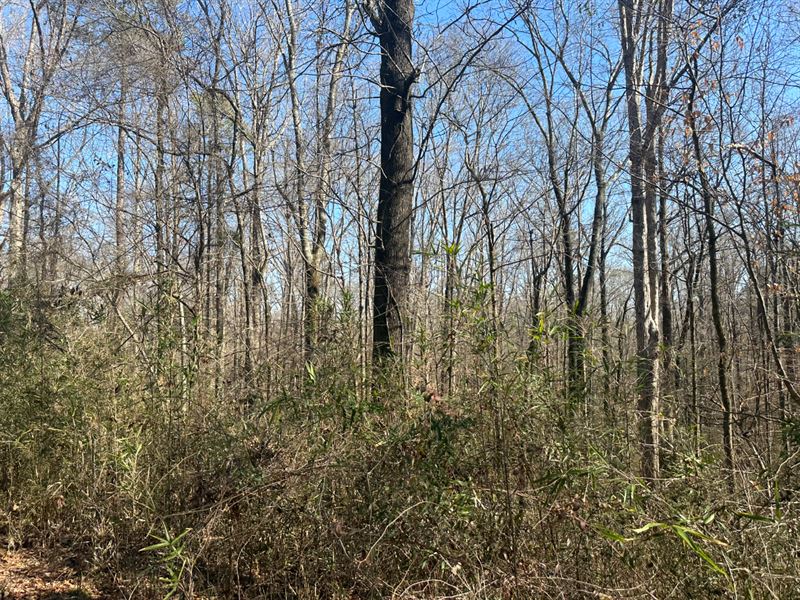 Cayuga Rd Hunting Land : Utica : Hinds County : Mississippi