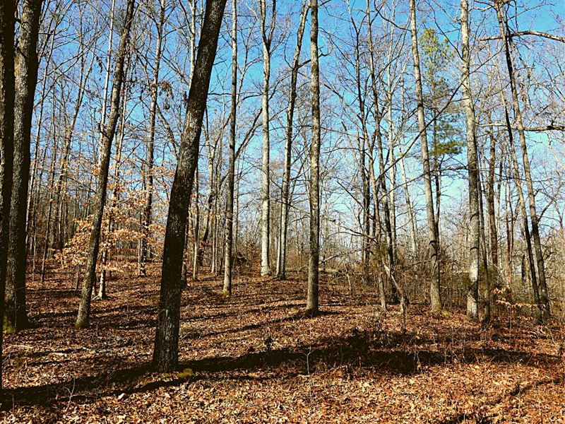 .51 Acre Only 10 Min From Parsons : Parsons : Decatur County : Tennessee
