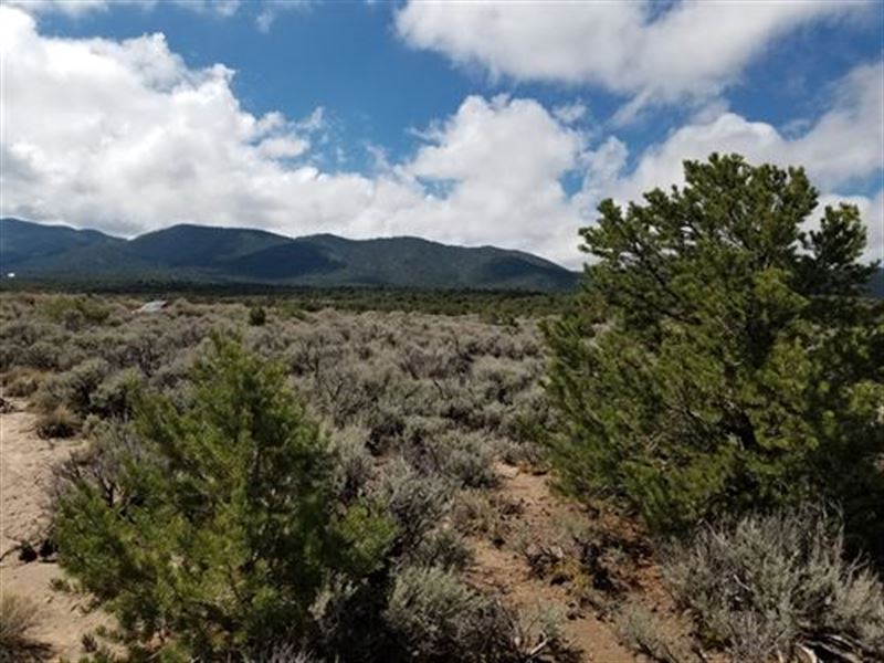 5 Acres, Hills & Trees : Fort Garland : Costilla County : Colorado