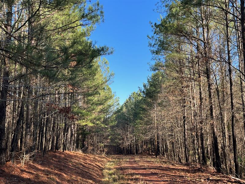 131 Acres Cottondale AL : Cottondale : Tuscaloosa County : Alabama