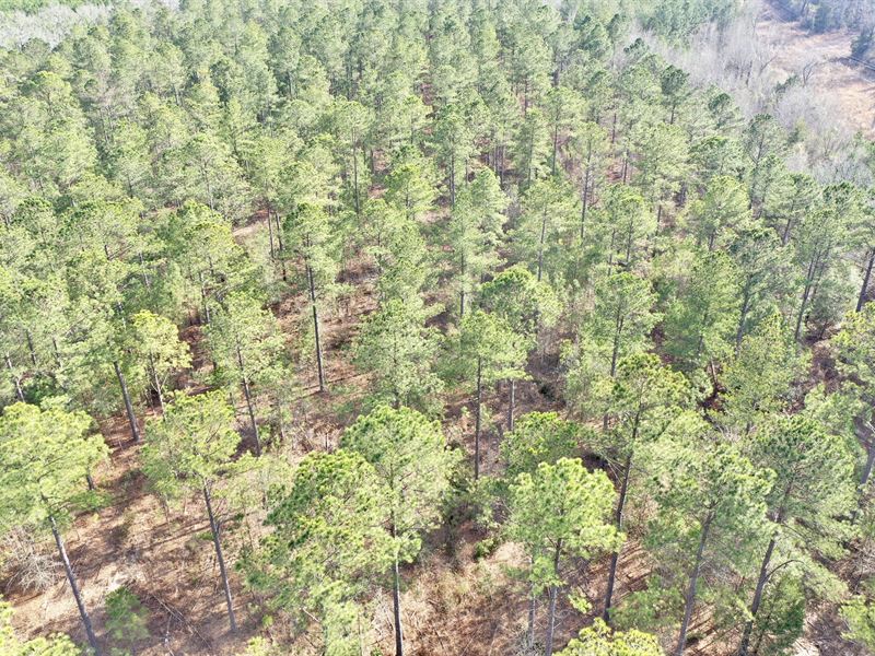 Taylor County Timber / Hunting : Rupert : Taylor County : Georgia
