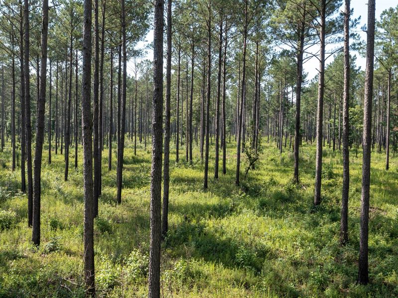 Pine Meadow Plantation : Oglethorpe : Macon County : Georgia