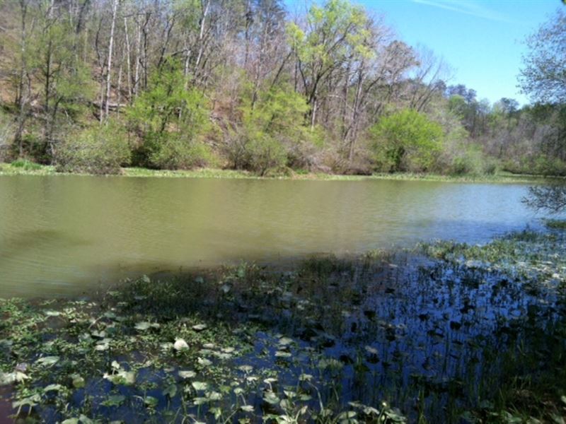 Jeep Trail Tract in Walker County : Quinton : Walker County : Alabama