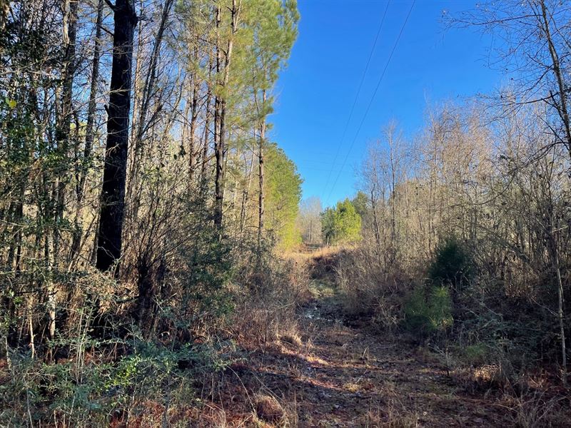 13 Acres in Wilkinson County in Cen : Centreville : Wilkinson County : Mississippi