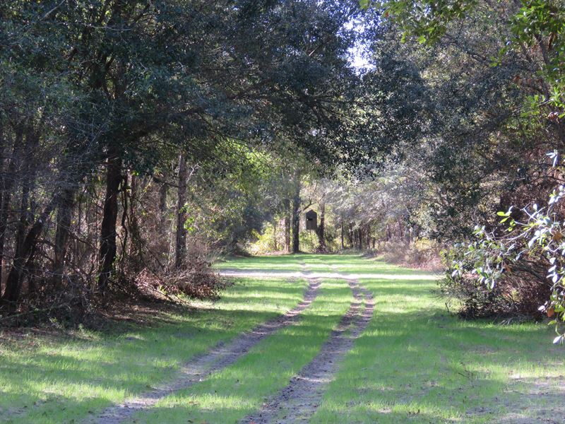 Monteocha Creek Woodlands : Gainesvilles : Alachua County : Florida