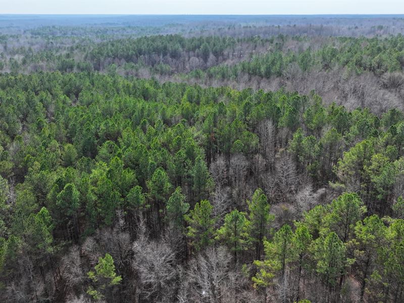 Lamar County Al, 78 Acres Tract : Sulligent : Lamar County : Alabama
