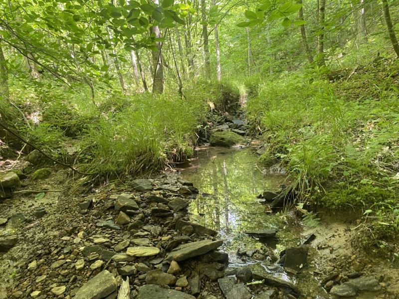Wooded Lot with Stream : Whitley City : Whitley County : Kentucky