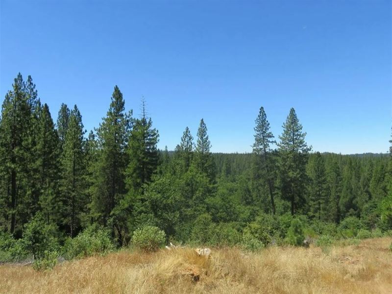 10 Acres in Mokelumne Hill, CA : Mokelumne Hill : Calaveras County : California