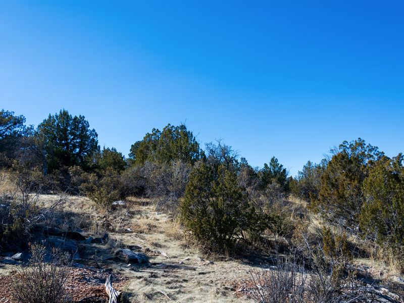 Scattered Trees & Great Views : Seligman : Yavapai County : Arizona