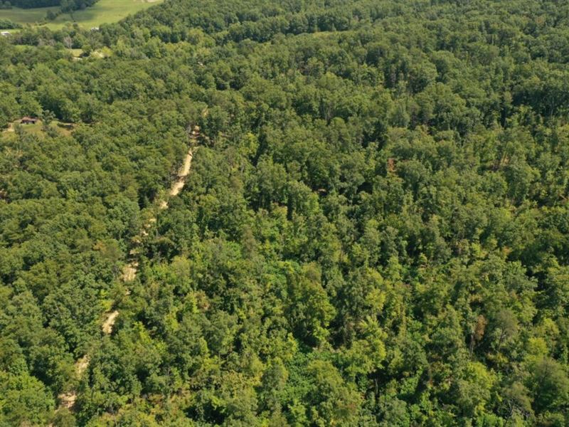 Beautiful Wooded Lot : Jeffersonville : Montgomery County : Kentucky