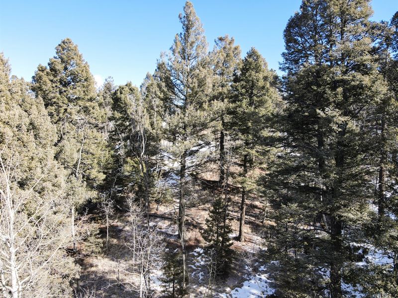 Wooded Lot, Fantastic Mountain : Cripple Creek : Teller County : Colorado