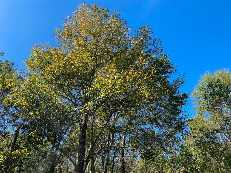 60 Acres, T-3 Devers Forest : Devers : Hardin County : Texas