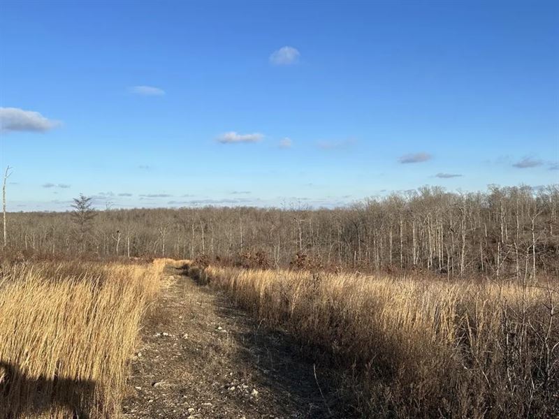 240.52 Acres in Sharp County, AR : Ravenden : Sharp County : Arkansas