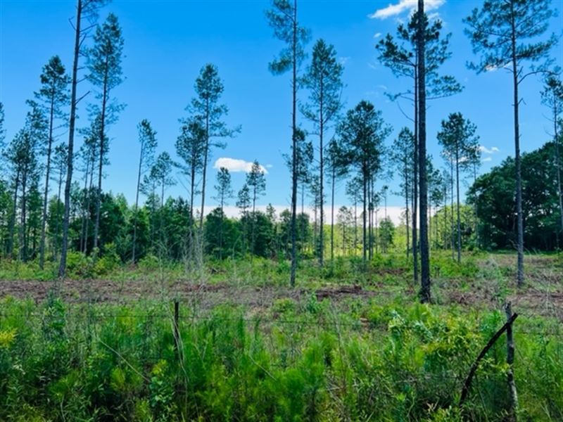 9 Acres Nw Washington Parish : Franklinton : Washington Parish : Louisiana
