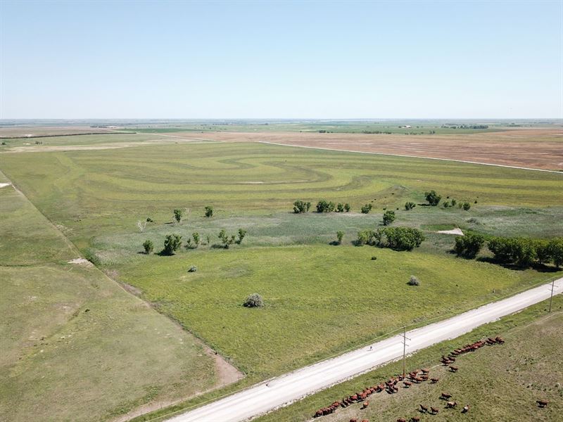 Rooks County Upland & Crp : Damar : Rooks County : Kansas
