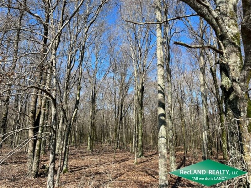 66 Ac, Hunting Tract with Home Sit : Winnsboro : Franklin Parish : Louisiana