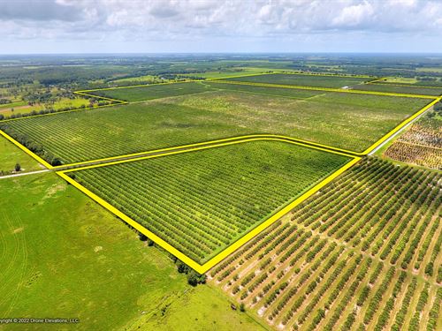 Fish Branch Road : Zolfo Springs : Hardee County : Florida
