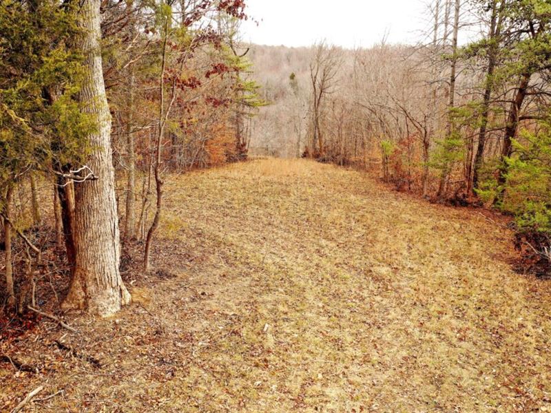 Beautiful Wooded Lot : Greensburg : Green County : Kentucky