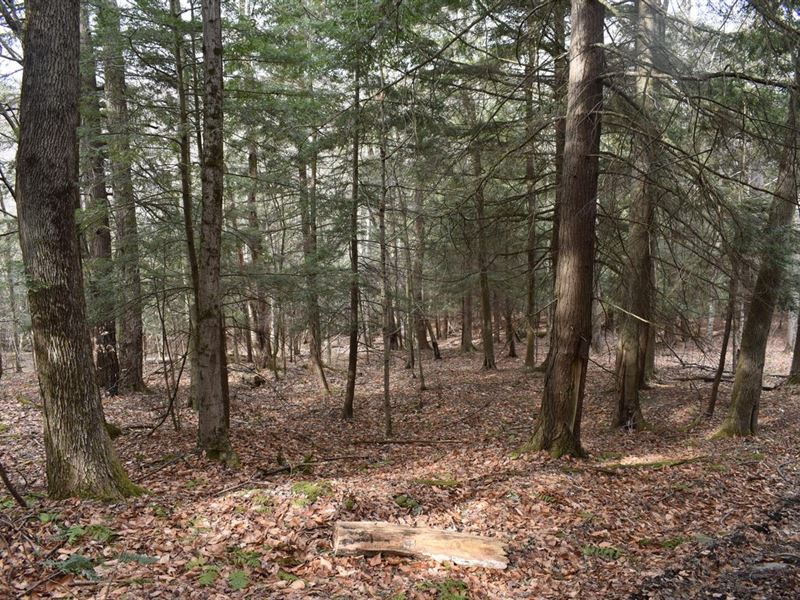 Fall Creek : Andover : Steuben County : New York