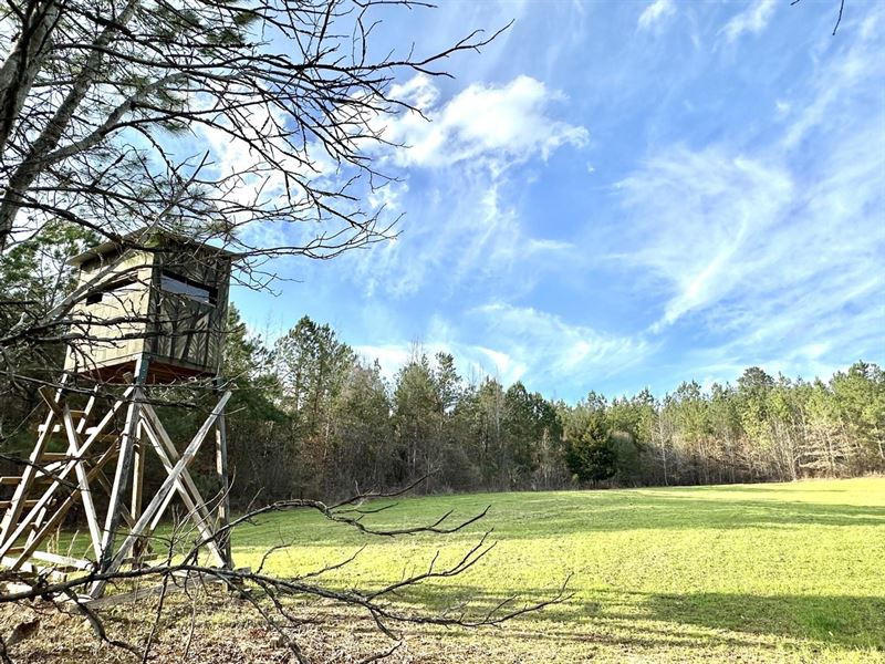 165 Acres of Hunting Land in Perry : Marion : Perry County : Alabama