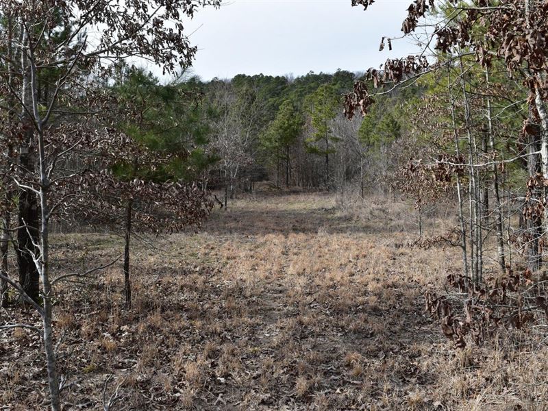 Lake Ouachita / National Forest : Bear : Garland County : Arkansas