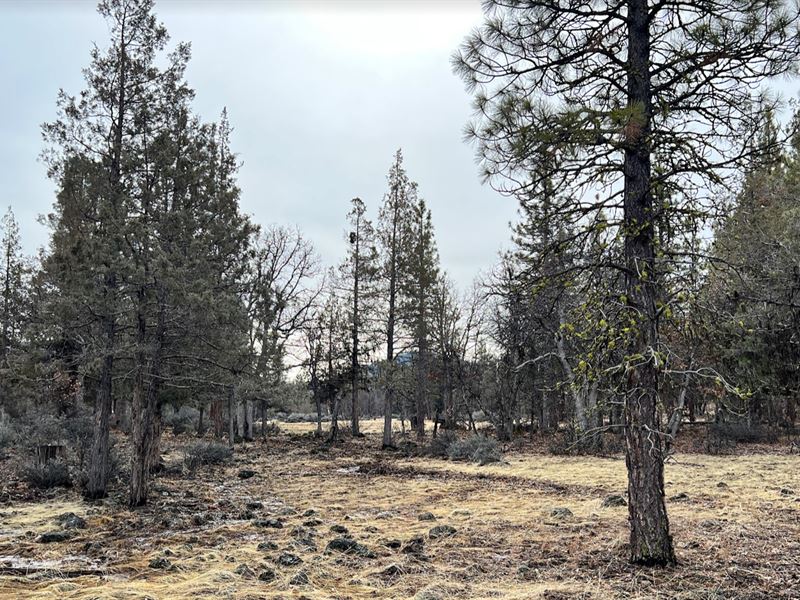 Wooded Property to Build : Fall River Mills : Shasta County : California