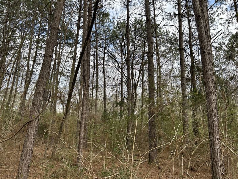 Springhill Mini Farm : Troy : Pike County : Alabama