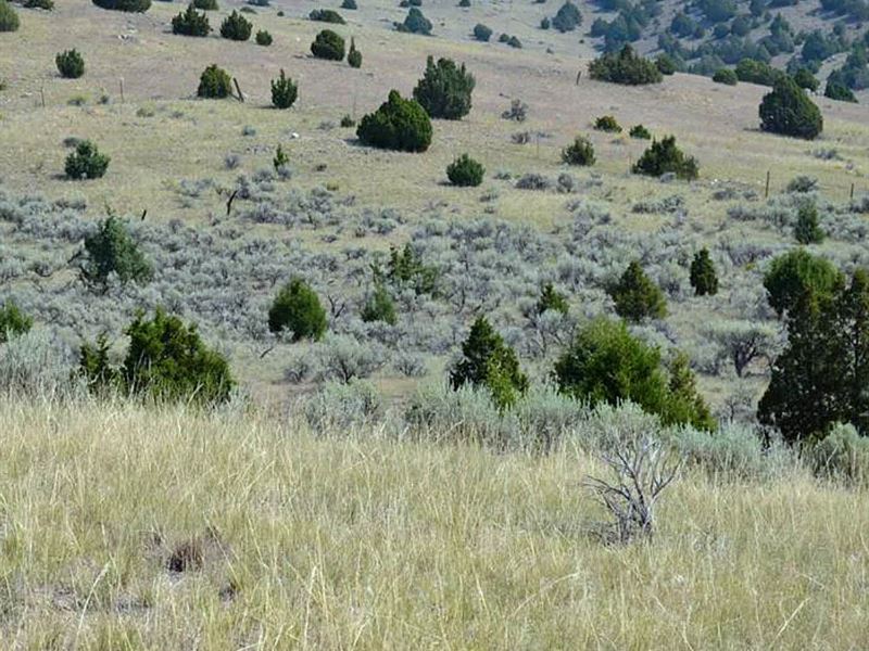 .54 Acre Lot Near Daylight Creek : Virginia City : Madison County : Montana