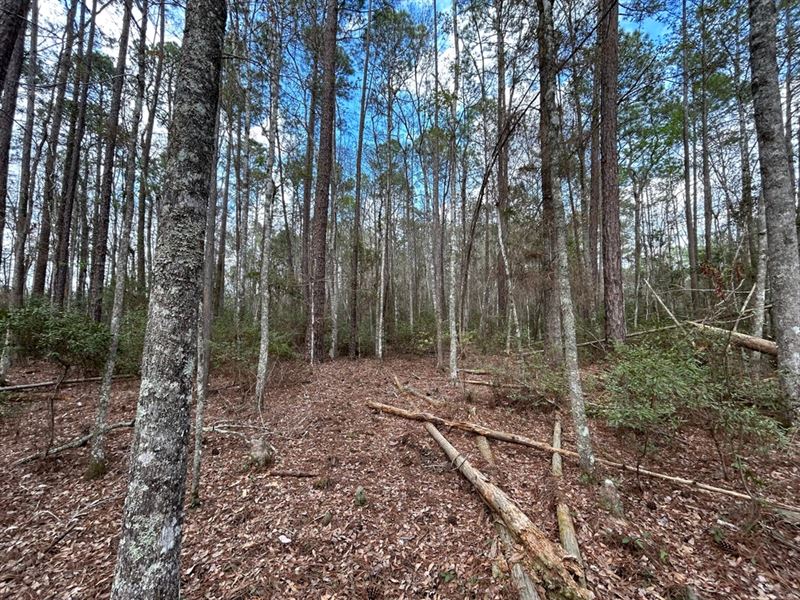 Near Wma & Altamaha River : Everett : Glynn County : Georgia
