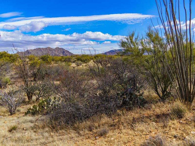 Tucson's Sonoran Desert Adventure : Tucson : Pima County : Arizona