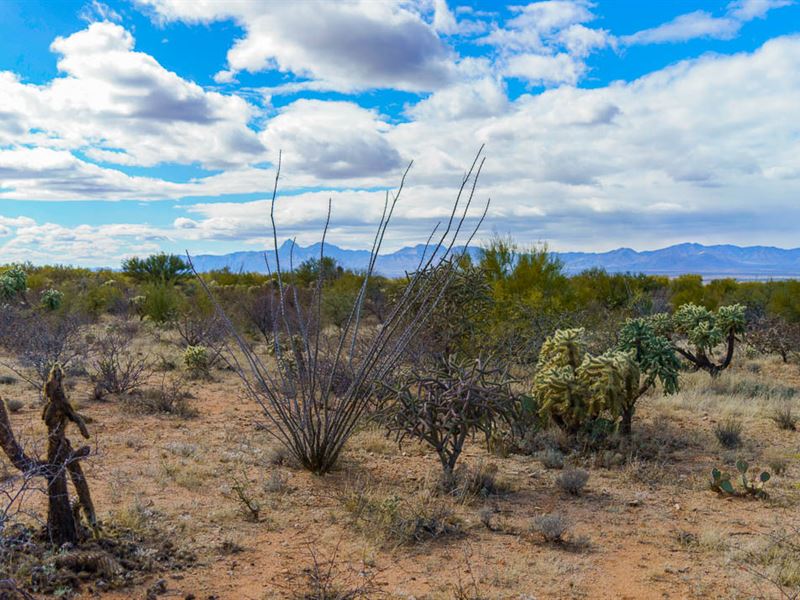 Tucson Sonoran Desert Adventure : Tucson : Pima County : Arizona