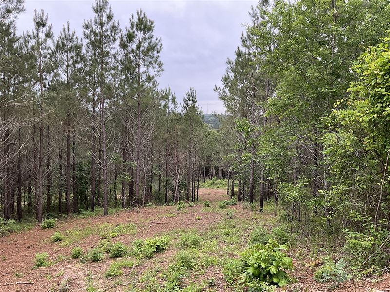Totally Unrestricted 80 Acre Tract : Center : Shelby County : Texas