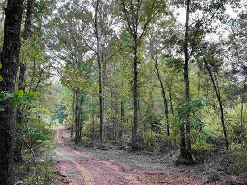 71.03 Acres in Bleckley County : Cochran : Bleckley County : Georgia