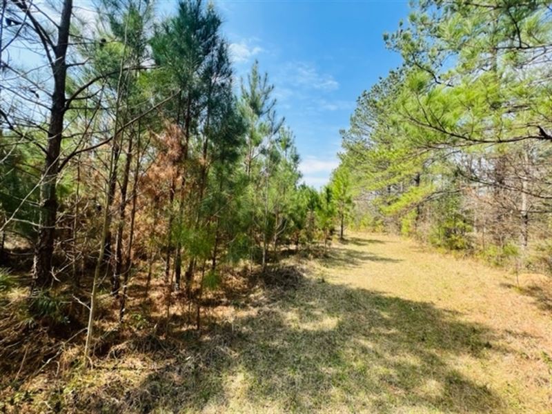 5.38 Acres/ Forrest County / MS : Hattiesburg : Forrest County : Mississippi