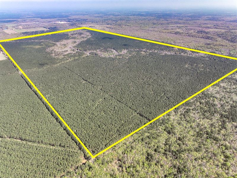 938 Acres Off Highway 105 : Batson : Hardin County : Texas