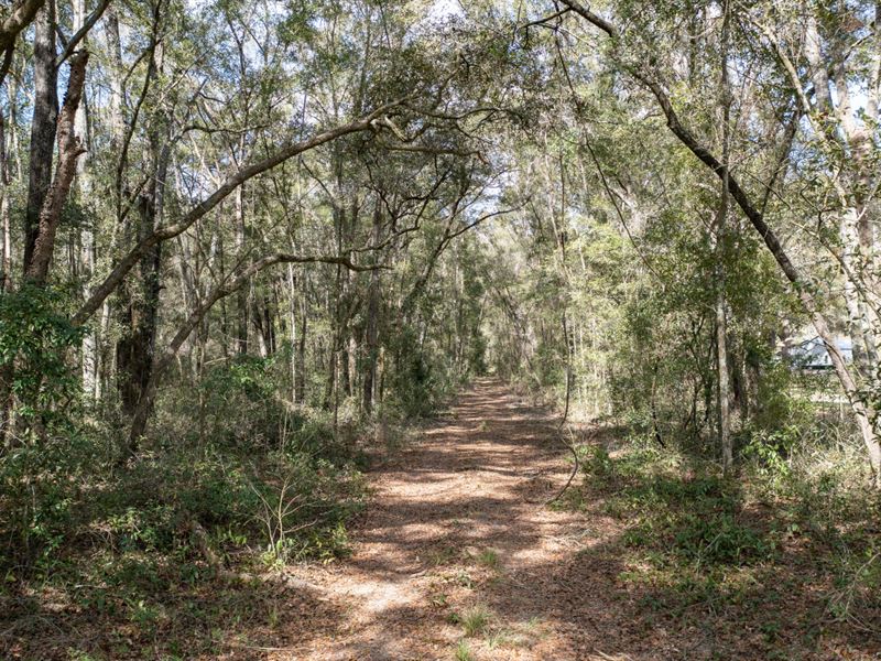 Beautiful Wooded Property : McAlpin : Suwannee County : Florida